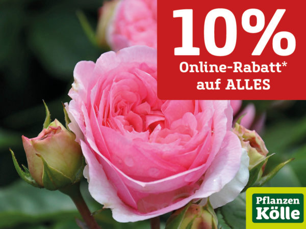 Pflanzen Kölle Rabatt Coupon